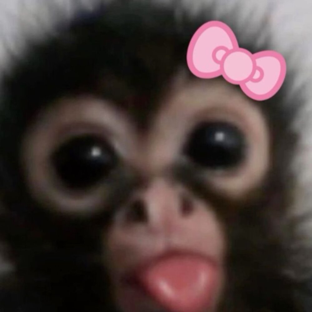 Meet your Posher, Brie<3